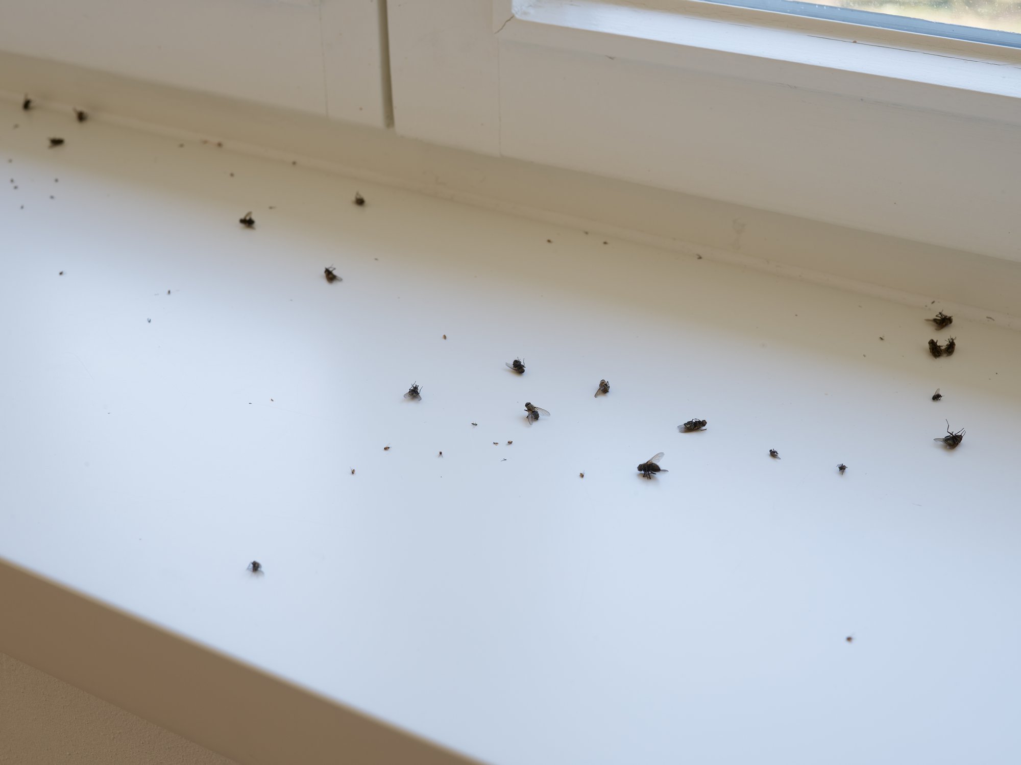 Installation view, When We Were Monsters, Haus Mödrath, Kerpen, 2021