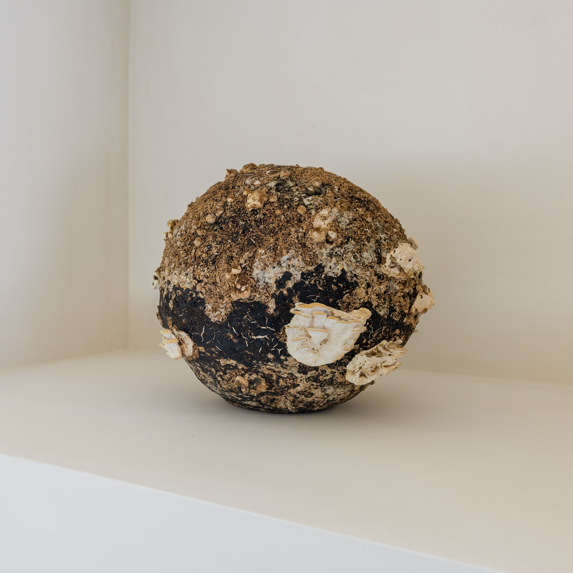 Nour Mobarak, Apollo Copy, detail, Trametes versicolor mycelium, 30 x 25 x 30 cm (11 3/4 x 9 7/8 x 11 3/4 in), 2023