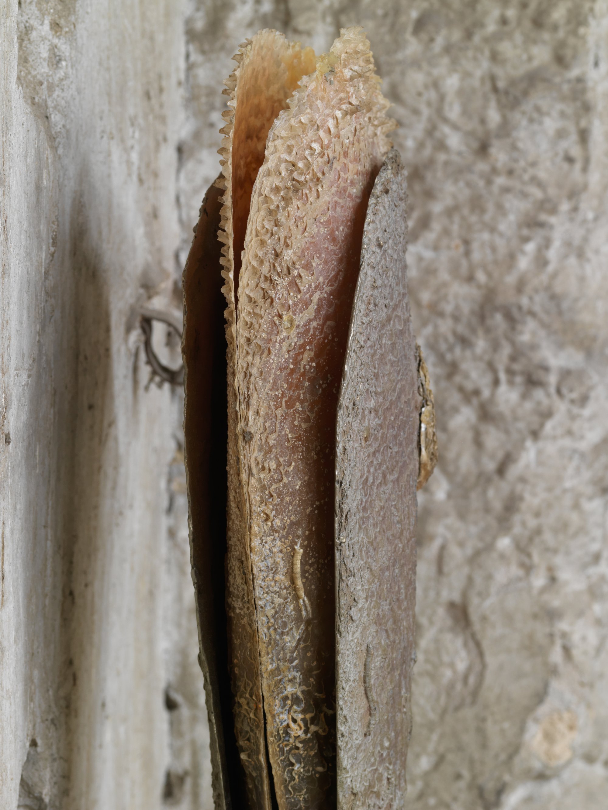 Giorgio Andreotta Calò, Pinna Nobilis, detail, 2019